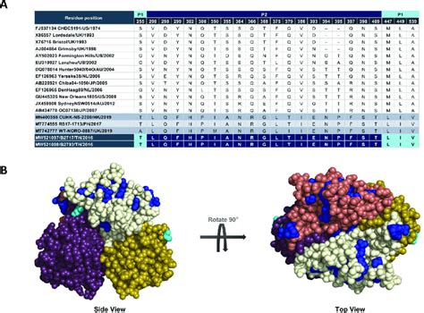 Amino Acid Residues On The Major Capsid Protein VP1 Of GII 4 Hong Kong