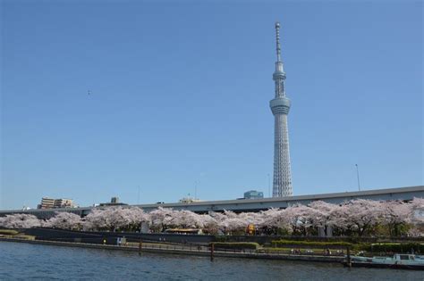 The Best Spots To See Sakura In Tokyo - KKday Blog