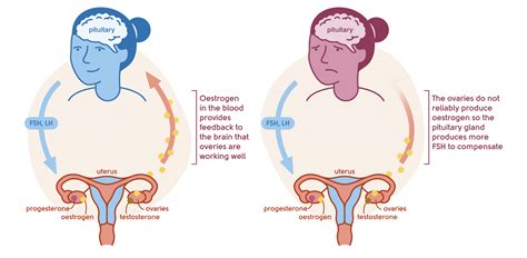 My Menopause Centre Understanding The Menopause