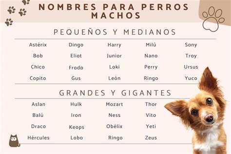 Nombres para perros machos pequeños - Mundo Nombres