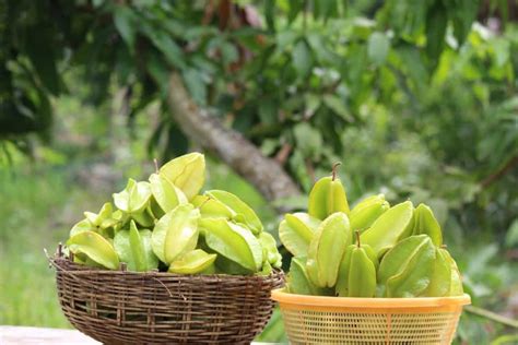 How To Grow Star Fruit Carambola From Seed To Harvest Check How This