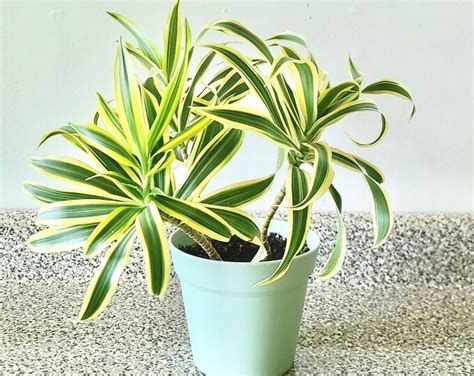 Dracaena Song Of India Plant Dracaena Reflexa Inch Pot Etsy