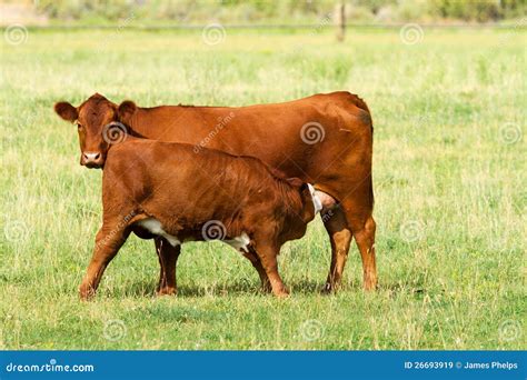 Nursing Calf Cow and Mother Stock Image - Image of utah, milk: 26693919