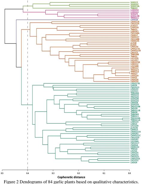 Figure 2 From Performance And Relationship Of Various Local Garlic Genotypes And Putative