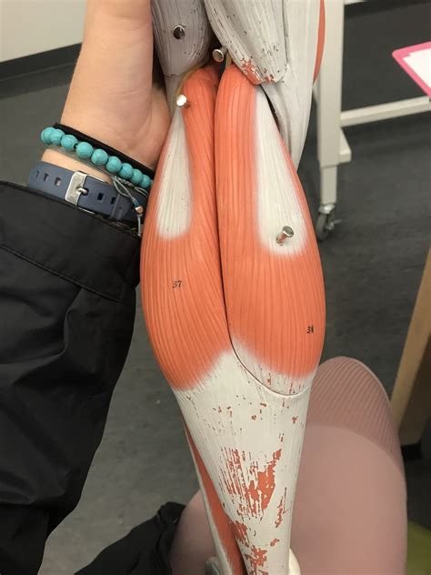 Posterior Calf Diagram Quizlet