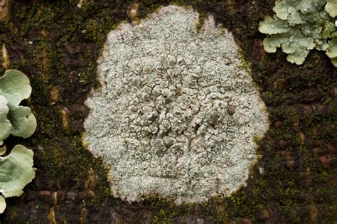 Lichen Biology Ohio Plants