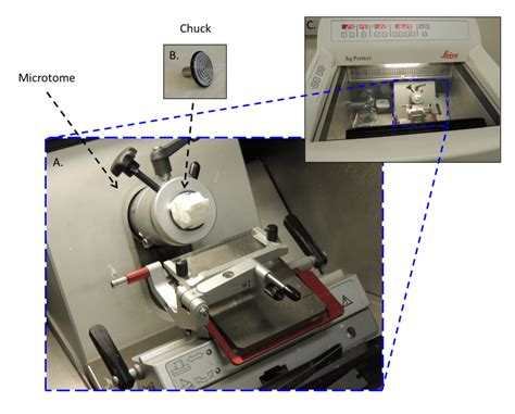 Can You Stand The Cold An Easy Cryosectioning Guide For Beginners