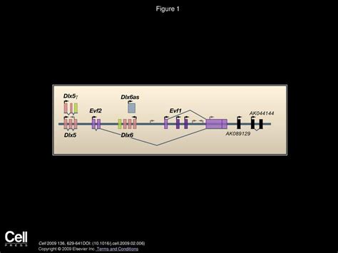 Evolution And Functions Of Long Noncoding Rnas Ppt Download