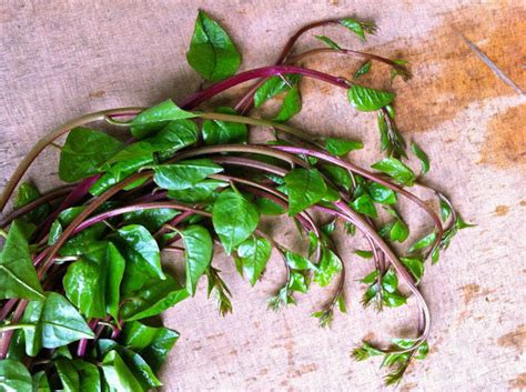 Red Stem Malabar Spinach Seeds Basella Alba Rubra Ceylon Green