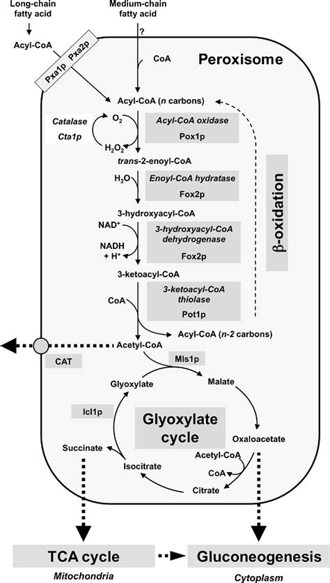 Figure From A Fox Dependent Fatty Acid Oxidation Pathway Coexists