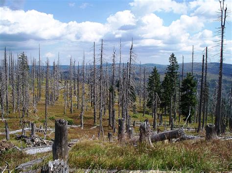 Forest darkness helps stave off effects of nitrogen pollution – but ...