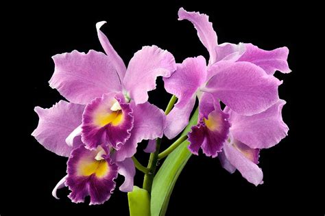 Cattleya Orchid Flower Meaning Best Flower Site