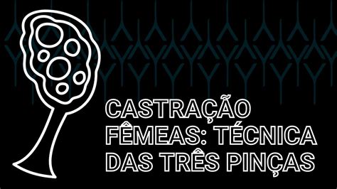 Técnica das Três Pinças na Castração de Fêmeas YouTube