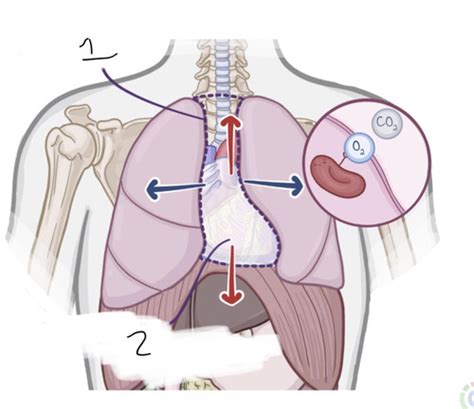 Anatomy Of The Heart Flashcards Quizlet