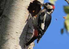 Woodpecker Network Great Spotted Woodpecker