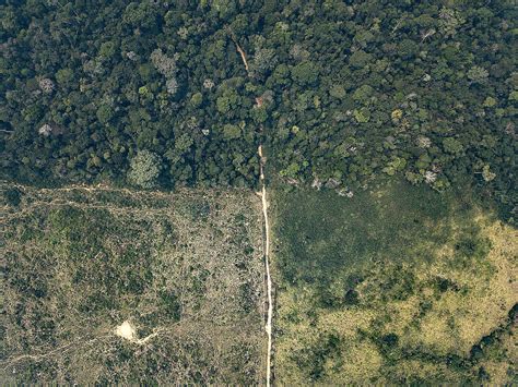 Desmatamento em terras indígenas veja os impactos Greenpeace Brasil