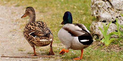 Comment Lever Des Canards Conseils D Levage