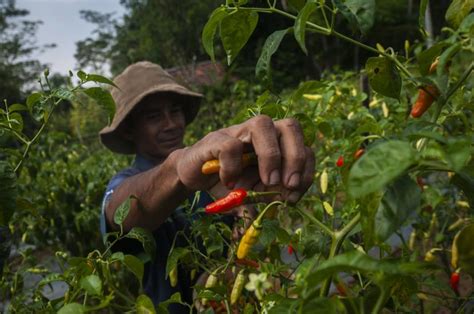 Banten Lakukan Gerakan Panen Dan Tanam Cabai Republika Online