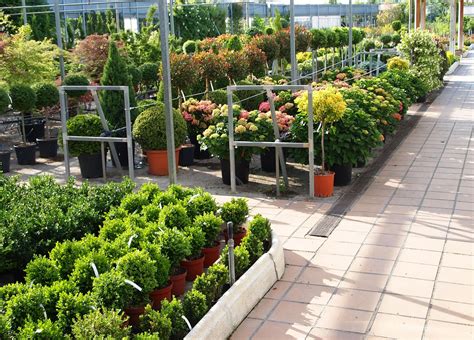 Planta Peque A Y Trepadoras Viveros Pe A Centro Jardiner A