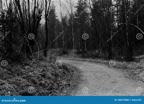 Woods Path Black And White