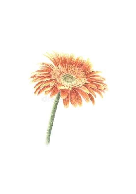 Gerbera Daisy Drawing Learn How You Can Draw Different Flowers Step By Step Ranma Wallpaper