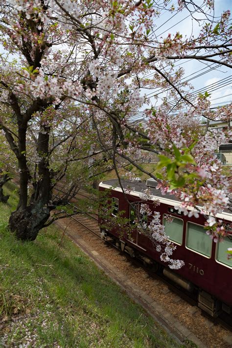 阪急電鉄 夙川・芦屋川駅間の桜風景