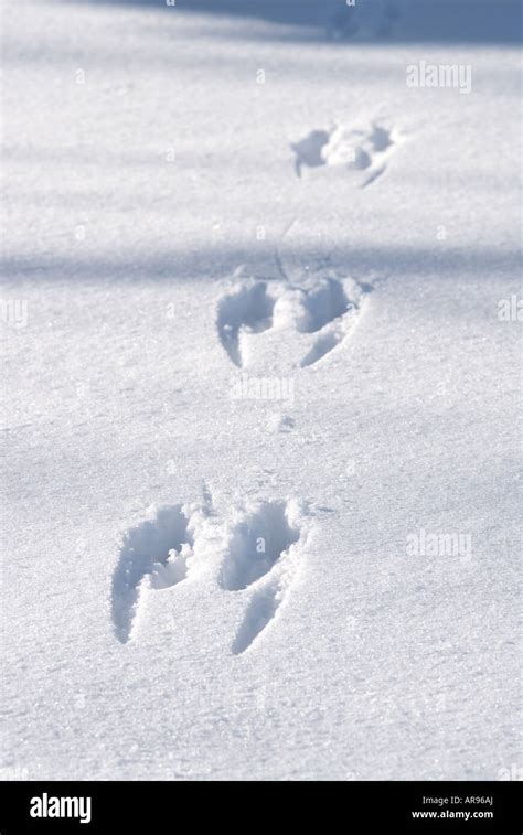 Deer tracks in snow hi-res stock photography and images - Alamy