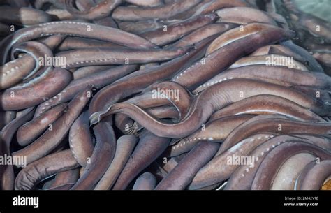 Slime Fish Eel Hi Res Stock Photography And Images Alamy