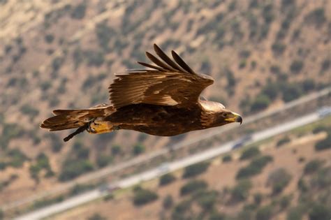 Premium Photo | Golden eagle soaring