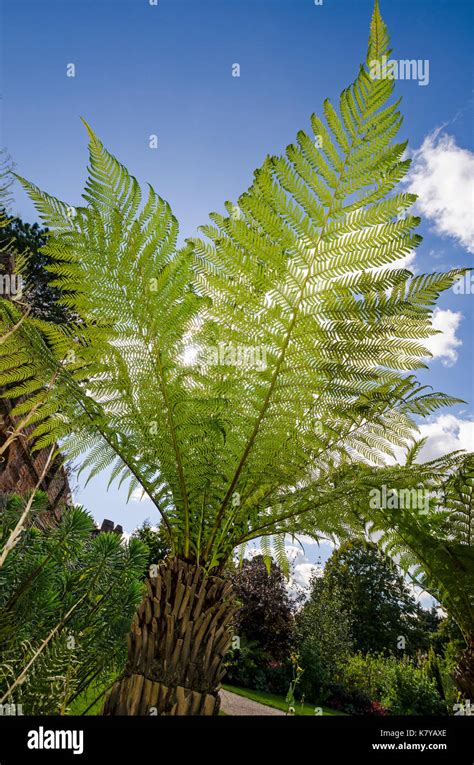 Weicher Baumfarn Dicksonia Fotos Und Bildmaterial In Hoher Aufl Sung