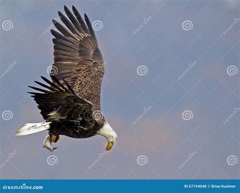 American Bald Eagle In Flight With Fish Stock Photo Image Of Inflight