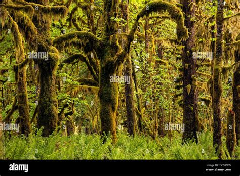 Wa22355 00washington Moss Covered Trees And Western Sword Ferns In The Quinault Rain Forest