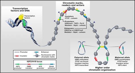 Ctcf And Cohesin Linking Gene Regulatory Elements With Their Targets Cell