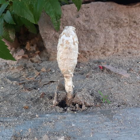 Termite Inkcaps From Las Garzas La Paz B C S M Xico On October