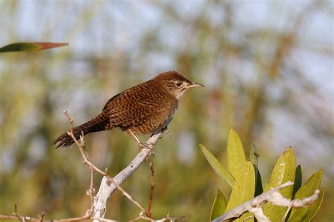 Zapata Wren Zapata Cuba Chris Kehoe Flickr