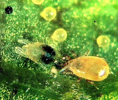 Beneficial Nematodes Sc Flea Exterminator Green Thumb Nursery