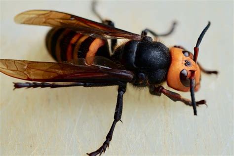 Northern giant hornet - Invasive Species Council of British Columbia