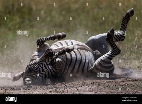 Various Wildlife Scenes Stock Photo Alamy