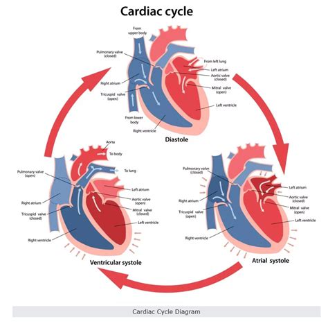 Heart Actions And Cardiac Cycle Diagram Quizlet