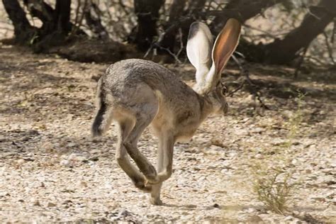 Black Tailed Jackrabbit