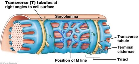 Muscle Physiology Ch Flashcards Quizlet