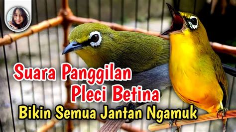 Sekali Pancing Pleci Jantan Langsung Ngamuk Pleci Betina Birahi