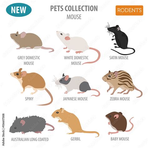 Mice breeds icon set flat style isolated on white. Mouse rodents ...