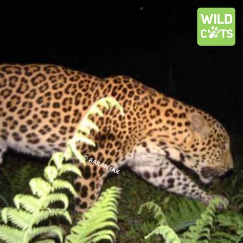 Tigers in Bhutan - WildCats Conservation Alliance