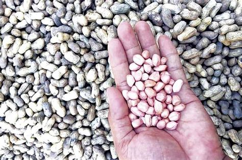 Flooding Market Causes Drop In Peanut Prices Amid Weak Global Demand