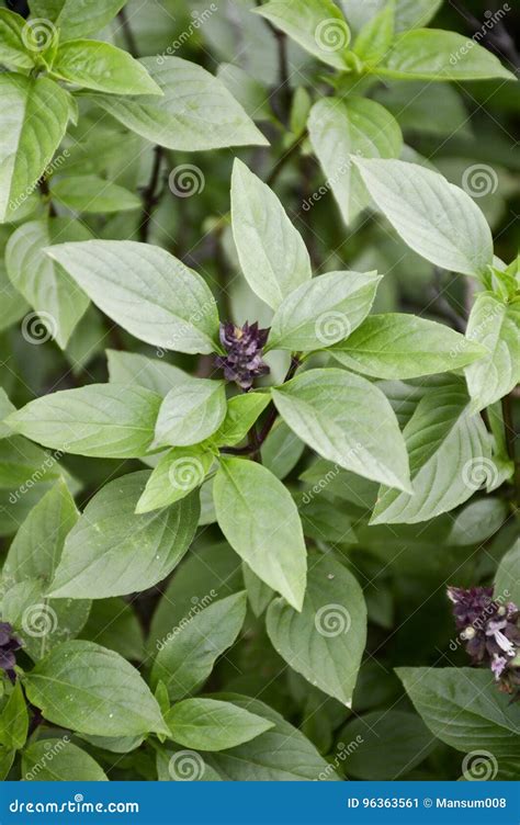 Ocimum Basilicum Plant Stock Image Image Of Healthy 96363561