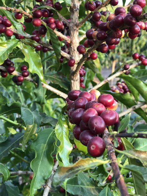 Planta de Café Obata Flores y Frutos