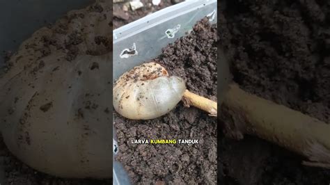 NEMU LARVA KUMBANG TANDUK Larva Rhinoceros Beetle Kumbang Ytshorts