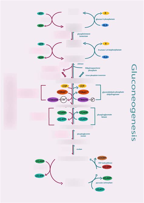 Glycolysis Molecules And Enzymes Diagram Quizlet