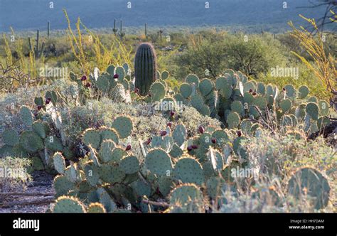 Landscape With Cacti Saguaro National Park Sonoran Desert Arizona